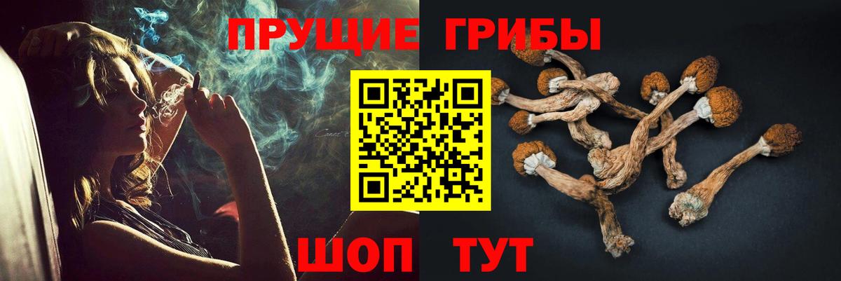 Псилоцибиновые грибы Psilocybine cubensis Балашов